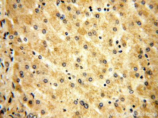 [16063-1-AP-150UL] DNAJC15 Polyclonal antibody