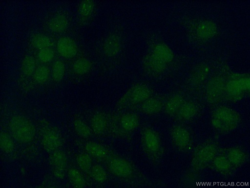 [16074-1-AP-20UL] PIAS2 Polyclonal antibody