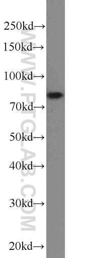 [16083-1-AP-150UL] NOL9 Polyclonal antibody