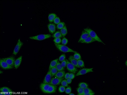 [16092-1-AP-150UL] TMEM141 Polyclonal antibody
