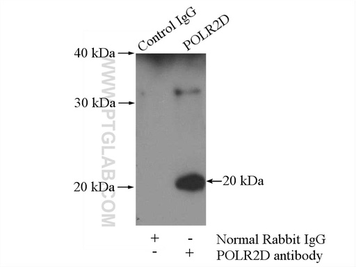 [16093-1-AP-150UL] POLR2D Polyclonal antibody