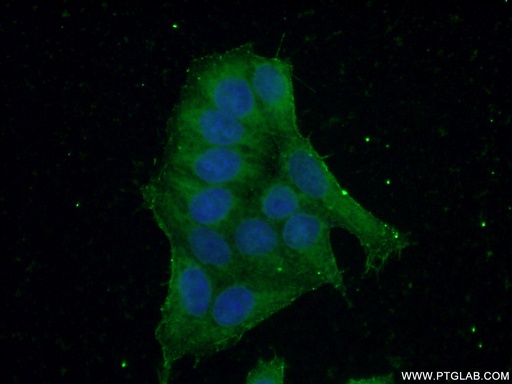 [16094-1-AP-20UL] KPTN Polyclonal antibody