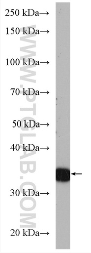 [16095-1-AP-150UL] ASB1 Polyclonal antibody