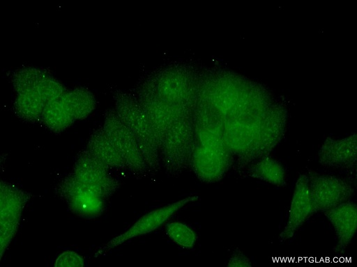 [16096-1-AP-150UL] BRMS1 Polyclonal antibody