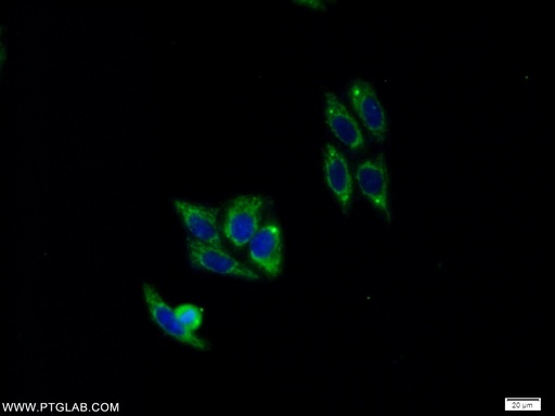 [16097-1-AP-150UL] PELI2 Polyclonal antibody
