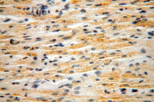 [16098-1-AP-150UL] NUDT8 Polyclonal antibody