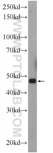 [16101-1-AP-150UL] CGRRF1 Polyclonal antibody