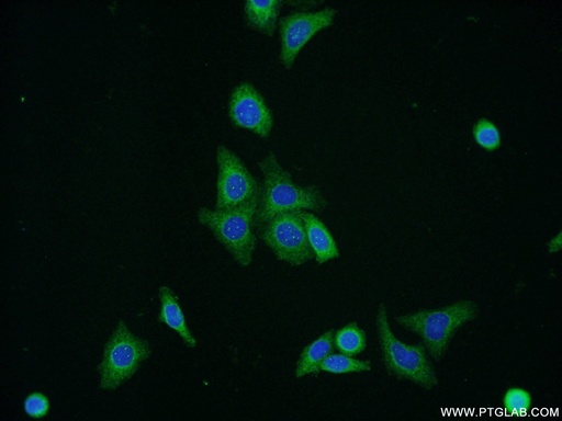 [16108-1-AP-20UL] ERGIC1 Polyclonal antibody