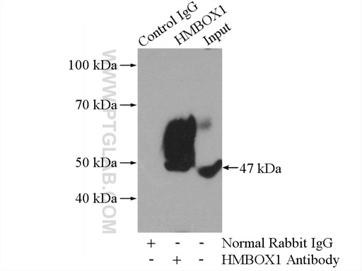 [16123-1-AP-150UL] HMBOX1 Polyclonal antibody