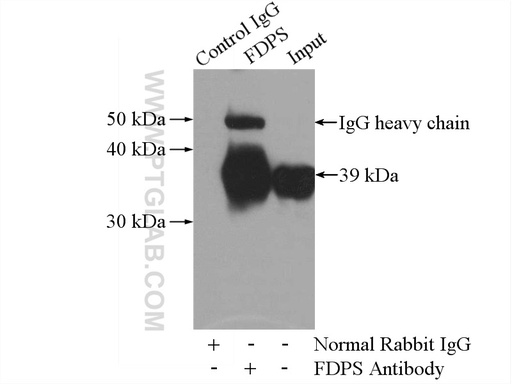 [16129-1-AP-150UL] FDPS Polyclonal antibody