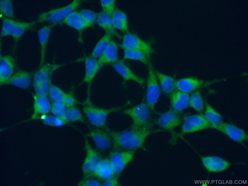 [16143-1-AP-150UL] ATP6V1G1 Polyclonal antibody