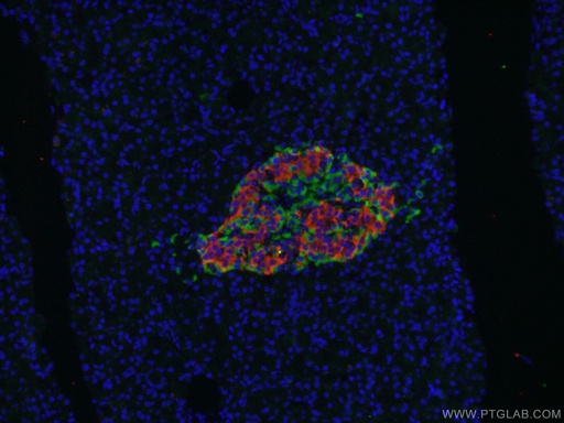 [16169-1-AP-20UL] SLC30A8/ZNT8-Specific Polyclonal antibody