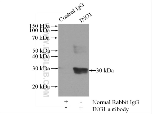 [16185-1-AP-150UL] ING1-specific Polyclonal antibody
