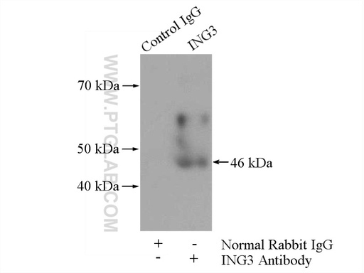 [16187-1-AP-150UL] ING3-specific Polyclonal antibody