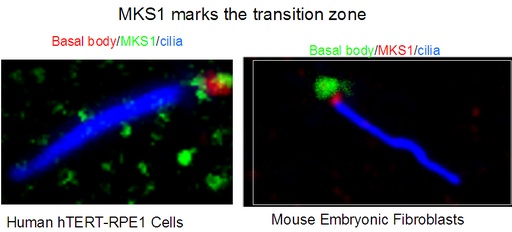 [16206-1-AP-150UL] MKS1 Polyclonal antibody
