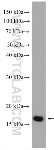 [16213-1-AP-150UL] MRPS24 Polyclonal antibody