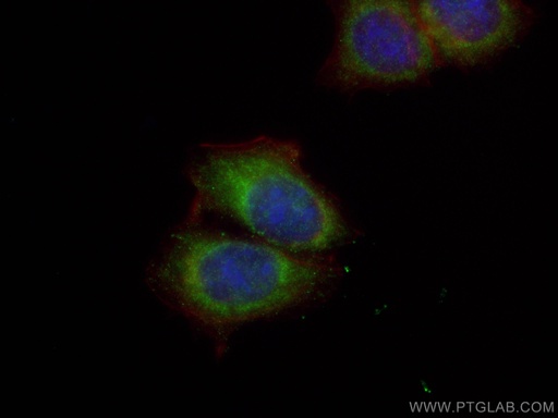 [16225-1-AP-150UL] MCL1 Polyclonal antibody