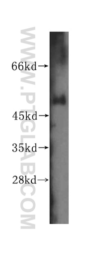 [16238-1-AP-150UL] WRNIP1 Polyclonal antibody
