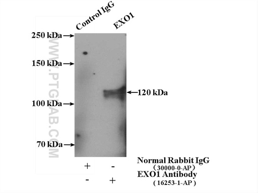[16253-1-AP-150UL] EXO1 Polyclonal antibody