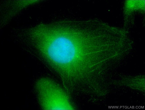 [16268-1-AP-150UL] CEP63 Polyclonal antibody