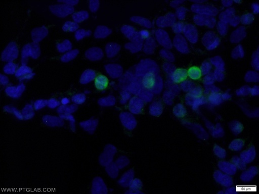 [16286-1-AP-150UL] MYC-tag Polyclonal antibody