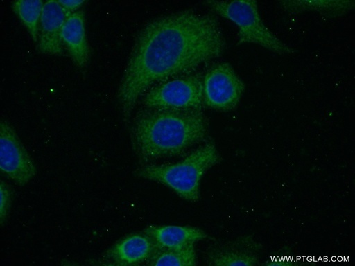 [16330-1-AP-20UL] BTD Polyclonal antibody
