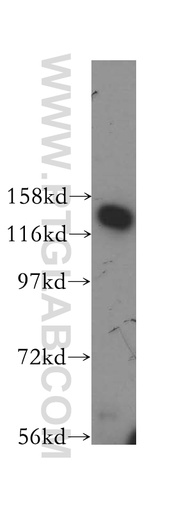 [16387-1-AP-150UL] NFX1 Polyclonal antibody