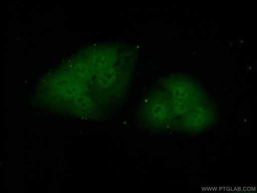 [16403-1-AP-20UL] POLR2J Polyclonal antibody