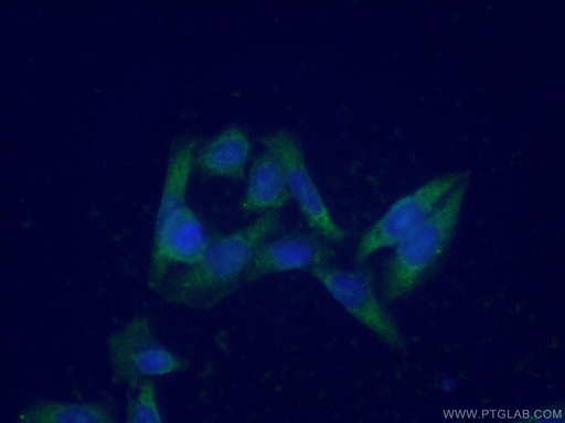 [16421-1-AP-20UL] ENO3 Polyclonal antibody