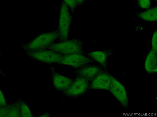 [16423-1-AP-150UL] POLR3H Polyclonal antibody