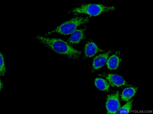 [16431-1-AP-20UL] DLD Polyclonal antibody