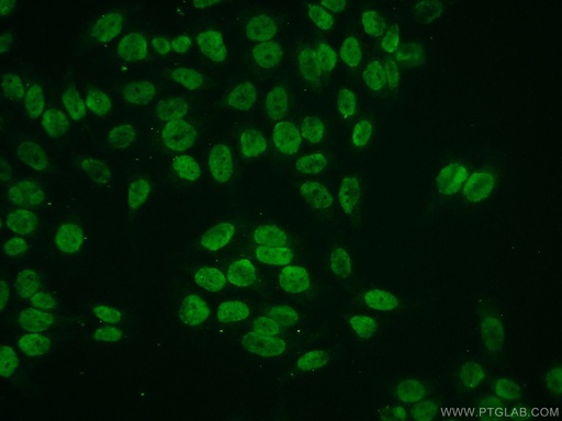 [16441-1-AP-150UL] Histone H2A.z Polyclonal antibody