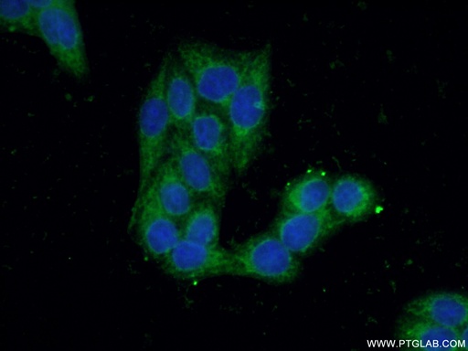 [16461-1-AP-20UL] BPNT1 Polyclonal antibody