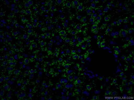 [16475-1-AP-150UL] Albumin Polyclonal antibody