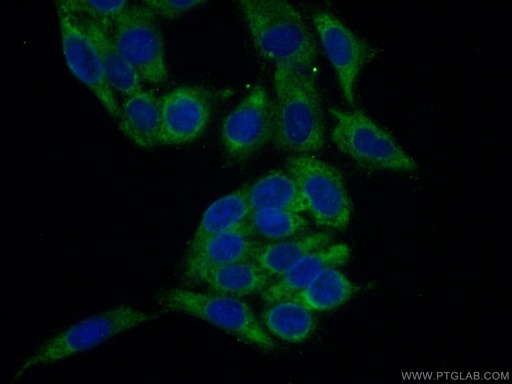[16487-1-AP-20UL] RPL26L1 Polyclonal antibody