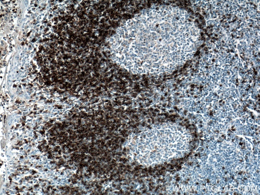 [16489-1-AP-20UL] IGHD Polyclonal antibody