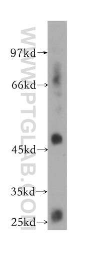 [16496-1-AP-150UL] GPR137B Polyclonal antibody