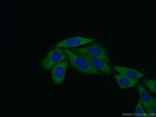 [16497-1-AP-20UL] RPL31 Polyclonal antibody