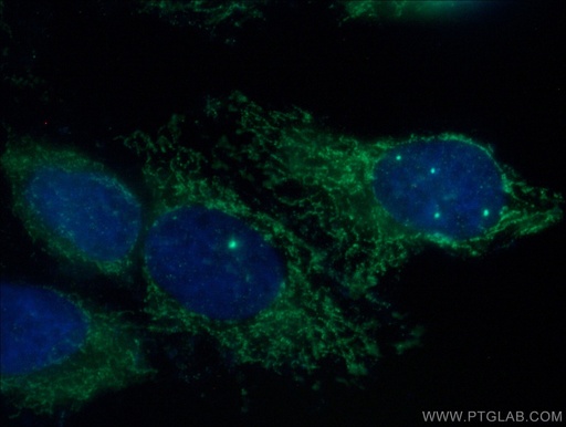 [16499-1-AP-20UL] MCEE Polyclonal antibody