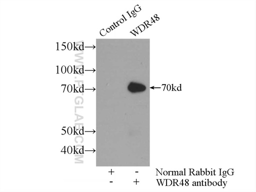 [16503-1-AP-150UL] WDR48 Polyclonal antibody