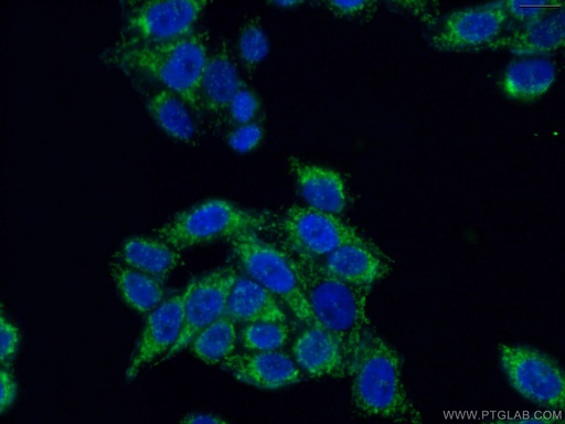 [16517-1-AP-20UL] MRPL19 Polyclonal antibody