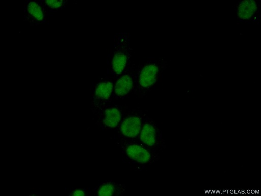 [16522-1-AP-20UL] SURF2 Polyclonal antibody