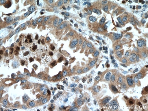 [15883-1-AP-20UL] UFM1 Polyclonal antibody