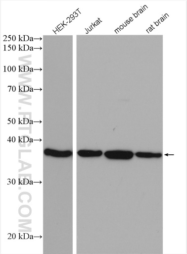 [15972-1-AP-20UL] ACOT7 Polyclonal antibody