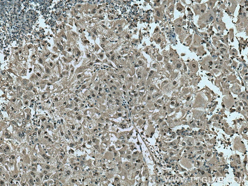 [15976-1-AP-20UL] PSMB10 Polyclonal antibody