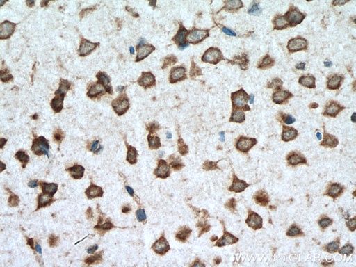 [15998-1-AP-20UL] STAU2 Polyclonal antibody