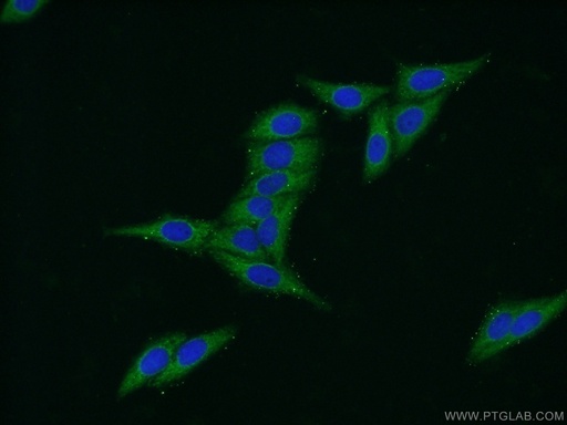 [16040-1-AP-20UL] C20orf195 Polyclonal antibody