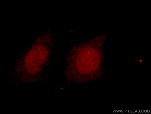 [16152-1-AP-20UL] HDAC2-specific Polyclonal antibody