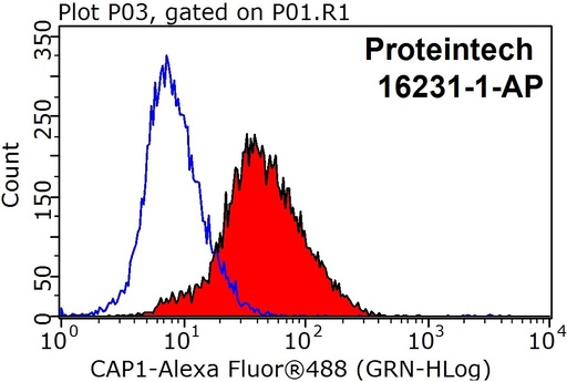 [16231-1-AP-20UL] CAP1 Polyclonal antibody