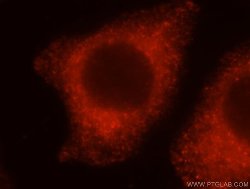 [16250-1-AP-150UL] PRKCDBP Polyclonal antibody